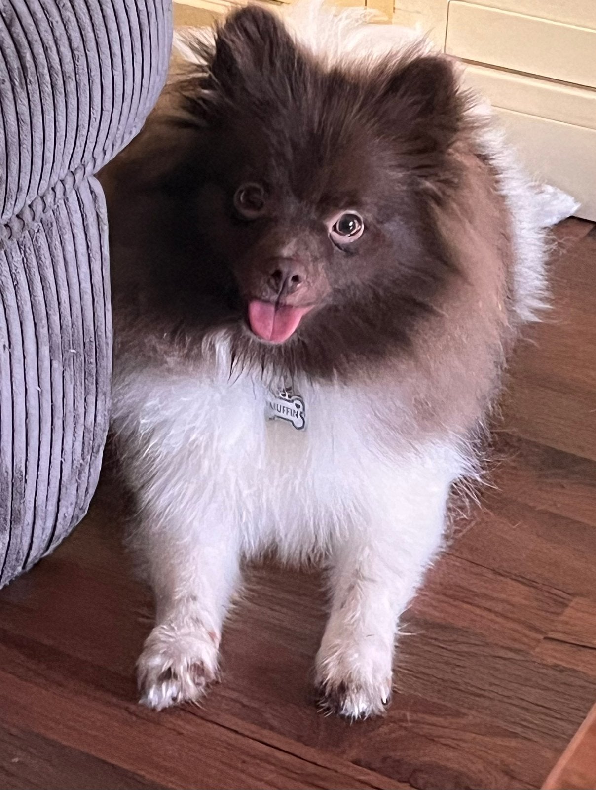 Hele mooie pomeriaan pup, Parvo, 15 weken tot 1 jaar, Reu, Poolhond