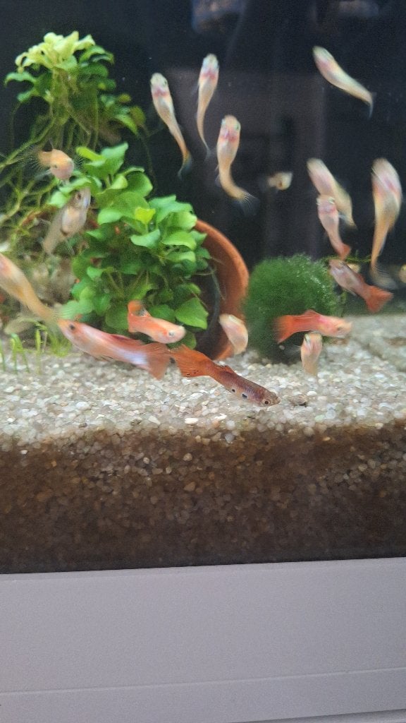 parelmoer en blue moscow guppen/guppies, Dieren en Toebehoren, Vis, Zoetwatervis, Schoolvis