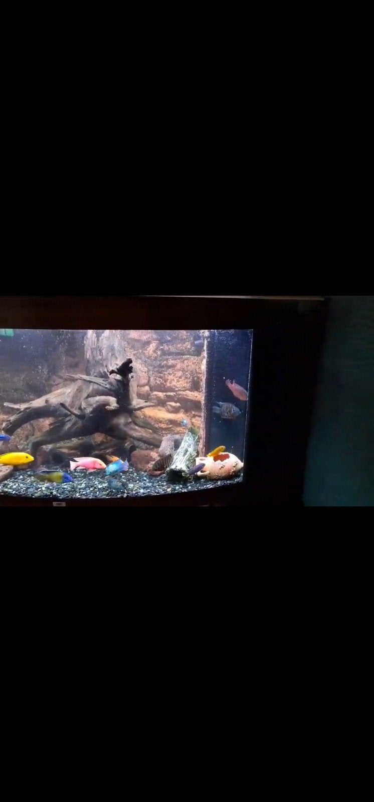 Zeer compleet aquarium ideaal voor beginners, Ophalen, Gevuld zoetwateraquarium