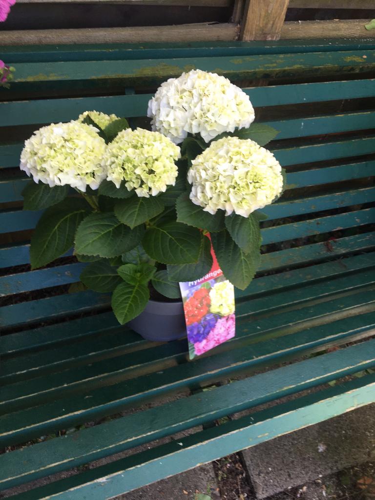 Hortensia. Hydrangea. Wit, Overige soorten, Vaste plant, Ophalen of Verzenden, Halfschaduw