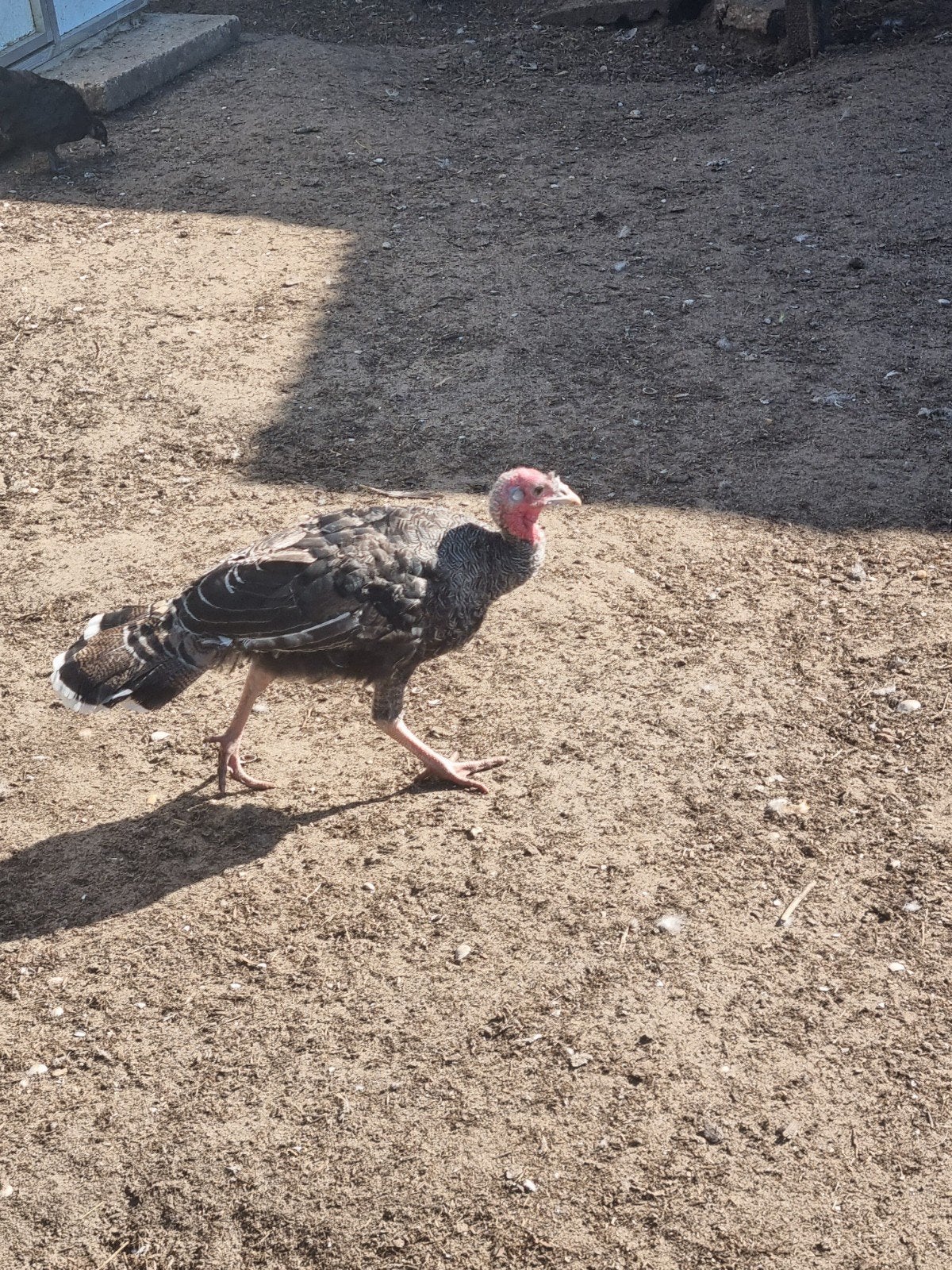te koop mooie jonge kalkoen man, Dieren en Toebehoren, Mannelijk, Kalkoen