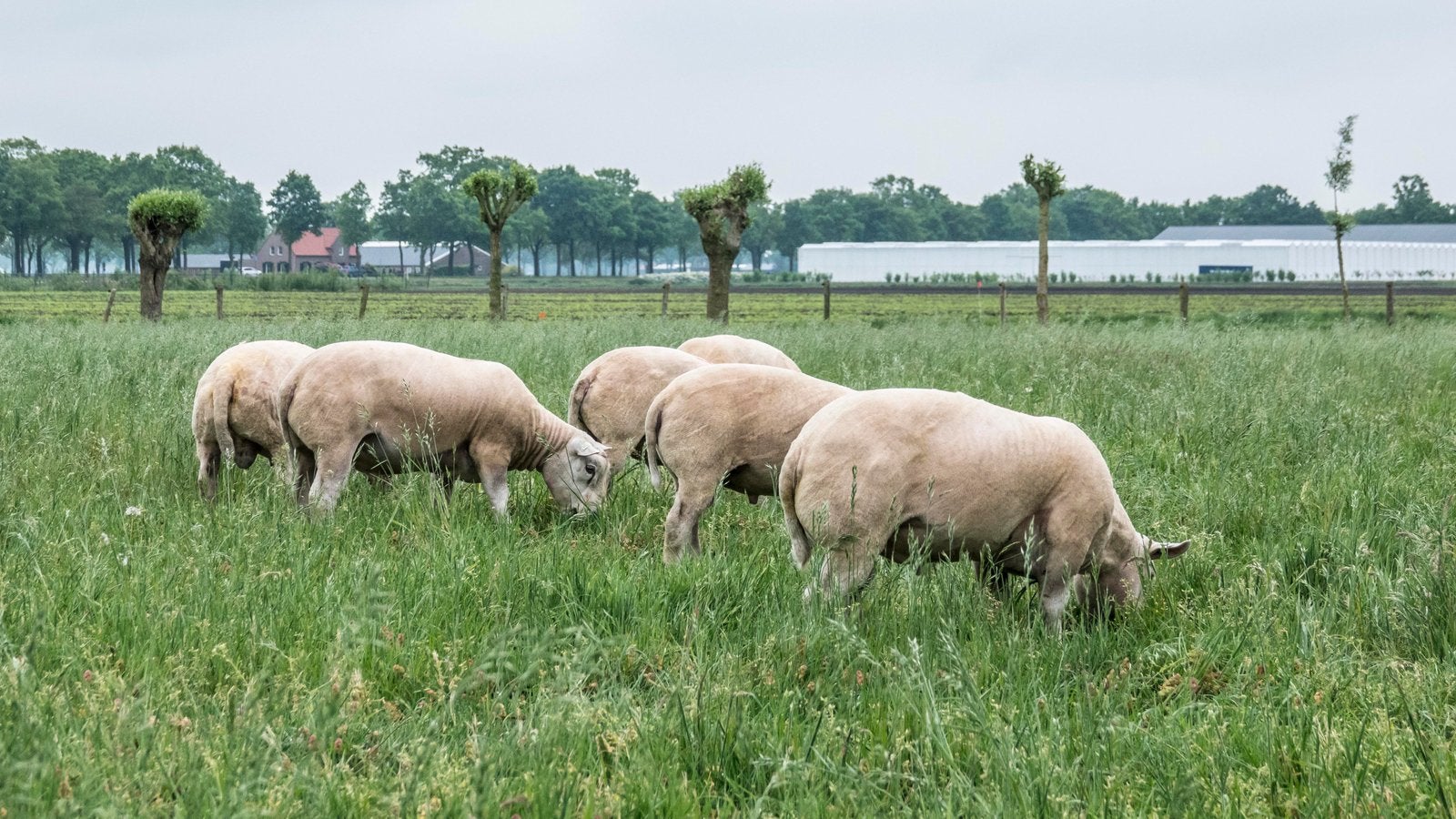 Te koop Engelse Texelaar dekrammen, Dieren en Toebehoren, Schapen, Geiten en Varkens, Mannelijk, Schaap