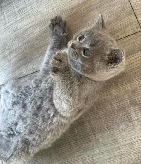 Britse Korthaar Kittens, Meerdere dieren, Ontwormd, 0 tot 2 jaar