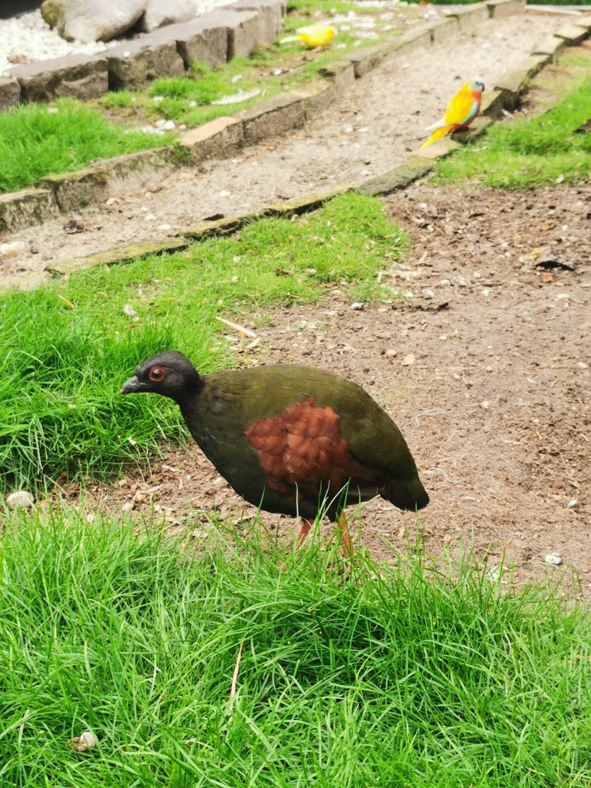 Roulroul hennen, Dieren en Toebehoren, Vrouwelijk