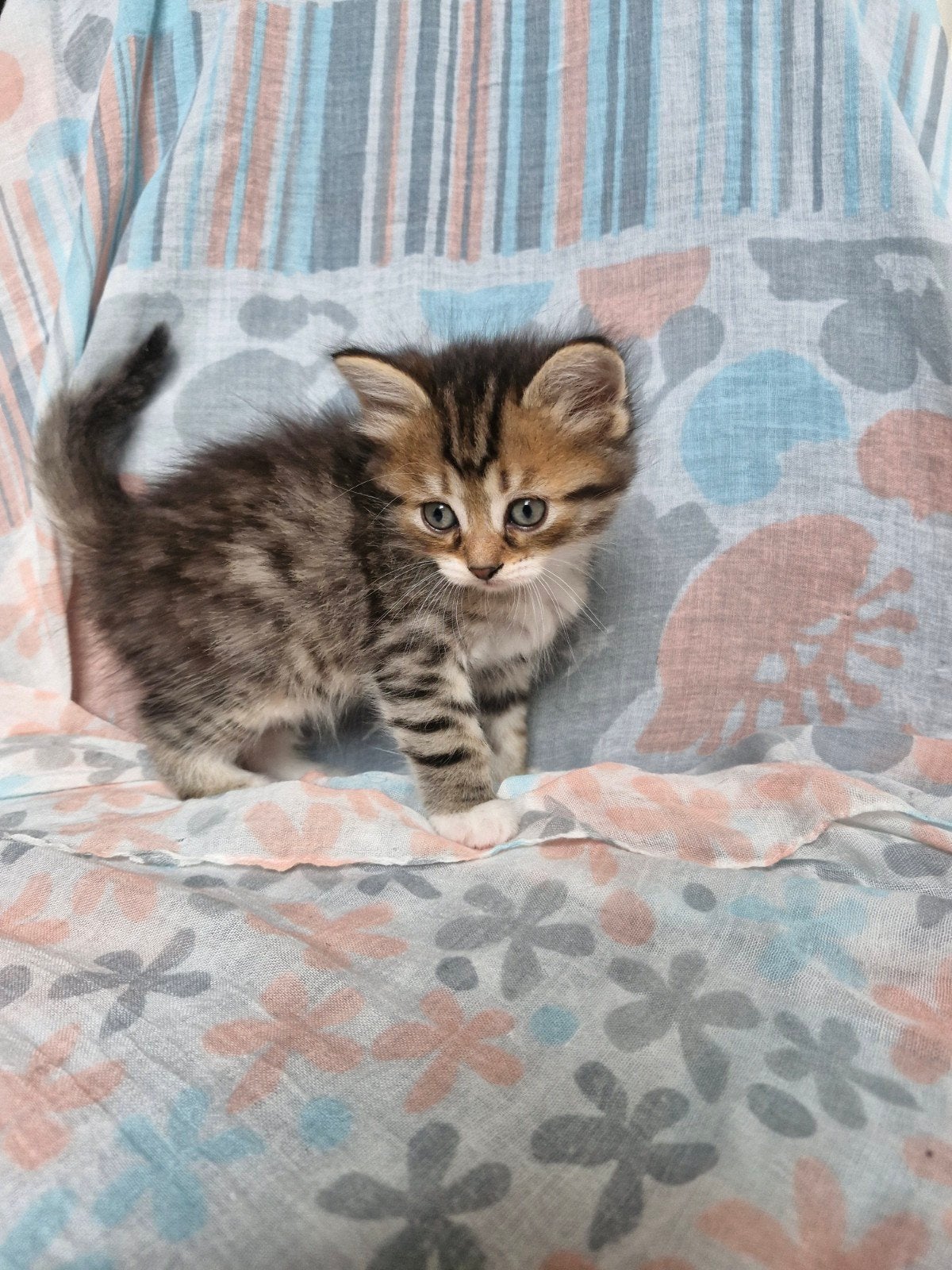 Tabby Siberische kat kittens, Meerdere dieren, Gechipt, 0 tot 2 jaar