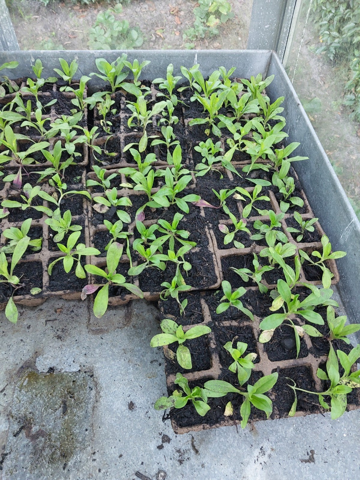Duizend schoon plantjes, Ophalen, Overige soorten, Minder dan 100 cm