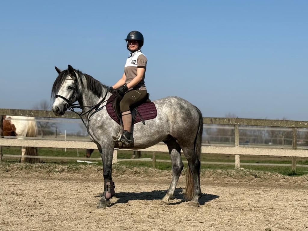 Gave 4 jarige allround connemara pony, Dieren en Toebehoren, Pony's, Ruin, D pony (1.37m tot 1.48m), Met stamboom, 3 tot 6 jaar