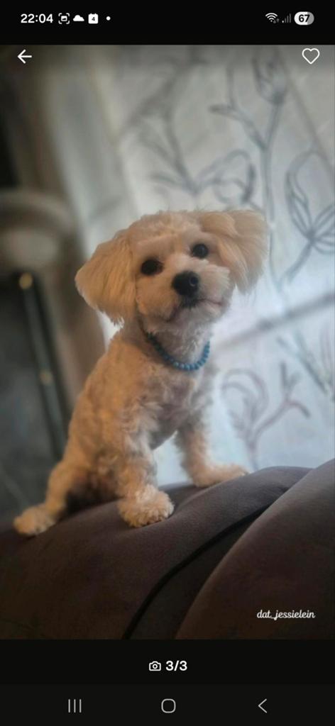 Lief malteser reutje, Particulier, 1 tot 2 jaar, Buitenland, Parvo