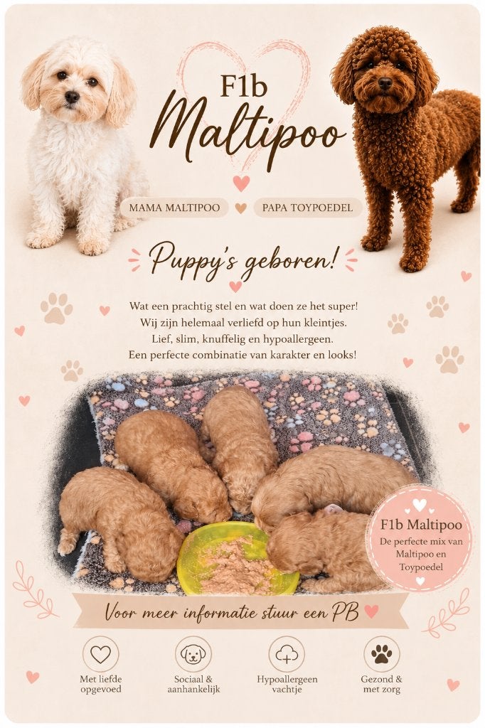 Maltipoo pups, Overige rassen, 8 tot 15 weken, Meerdere, Meerdere dieren