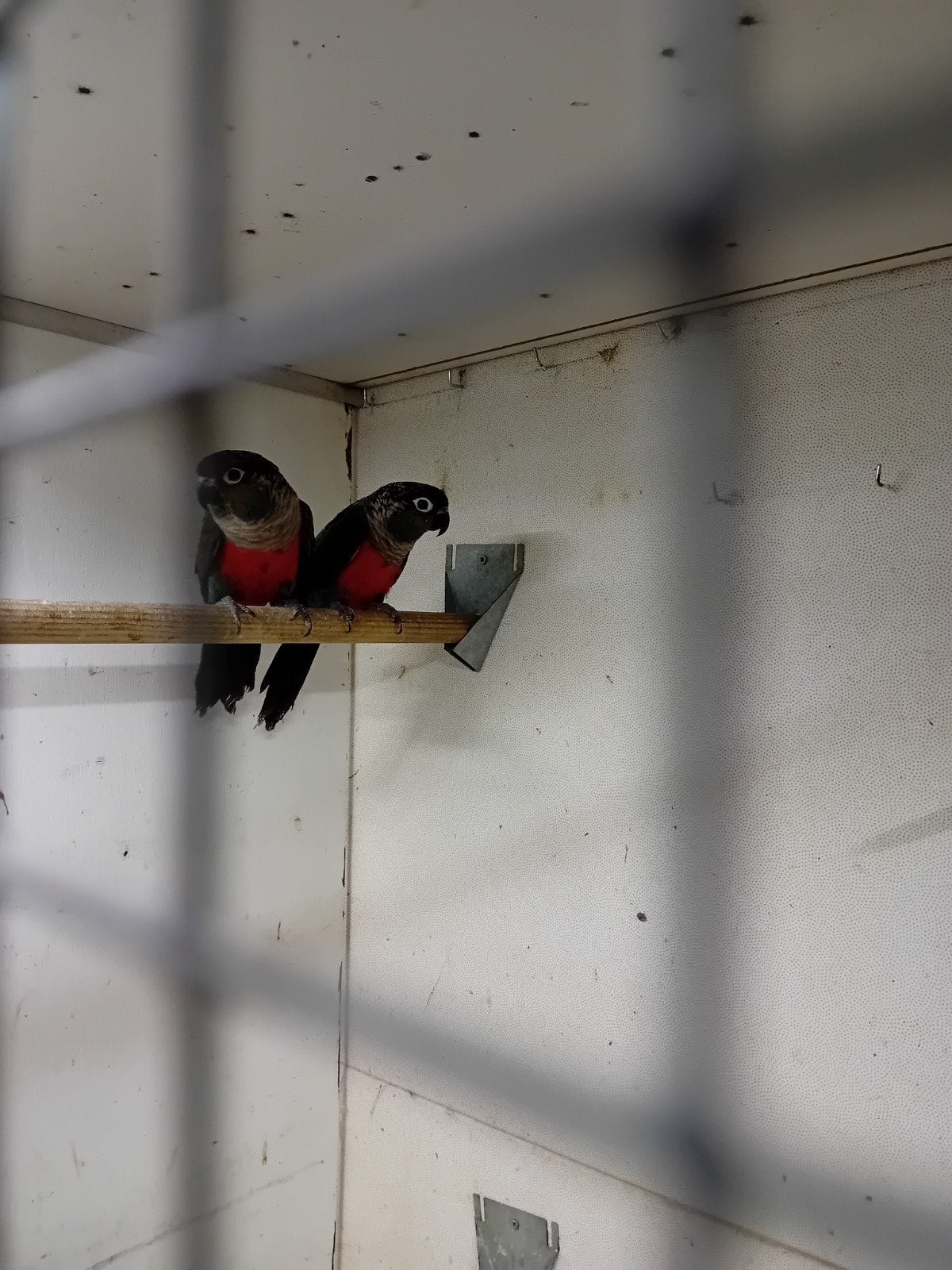 VOGELS.      SAMEN. 110  €