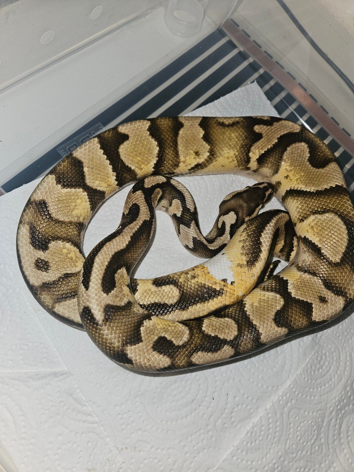 Koningspython Ball Python - unknown for sale from Nes