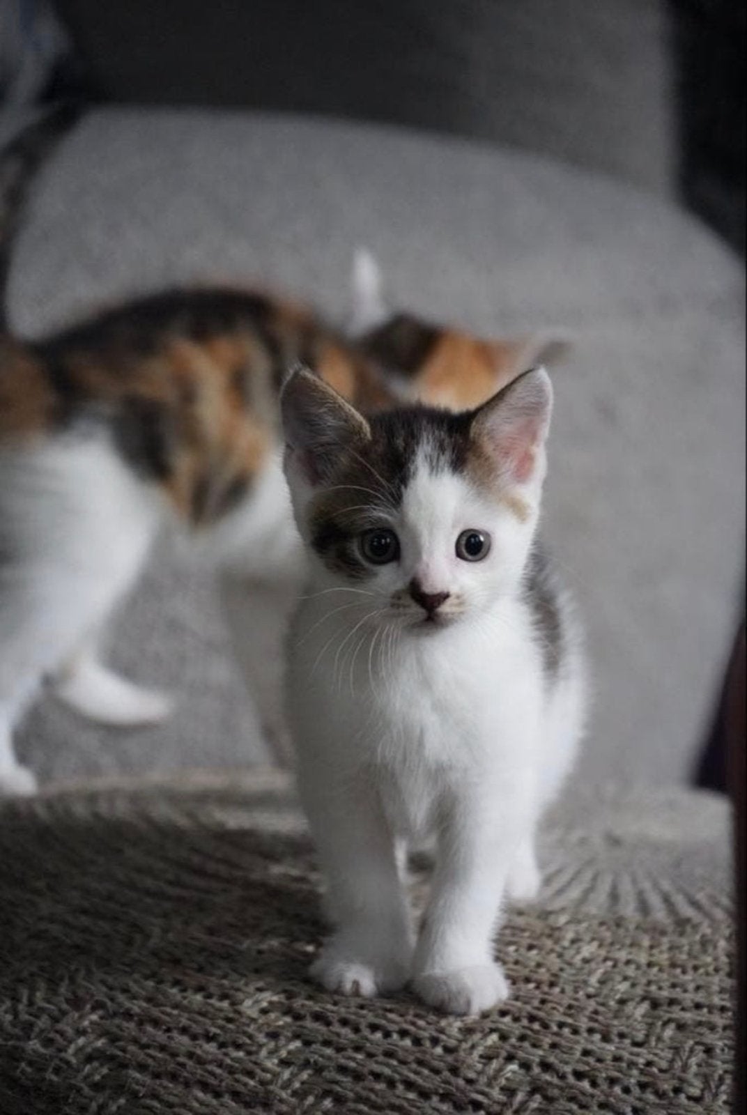 Lieve kitten (kater), Kater, Kortharig, 0 tot 2 jaar