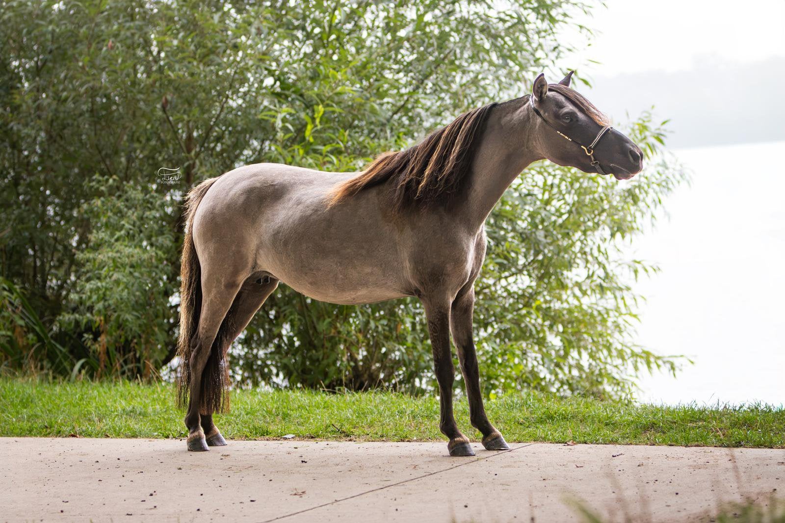 Amha - Amhr - Nmprs & Aspc Amerikaanse miniatuur pony’s, Dieren en Toebehoren, Met stamboom, Niet van toepassing, A pony (tot 1.17m)