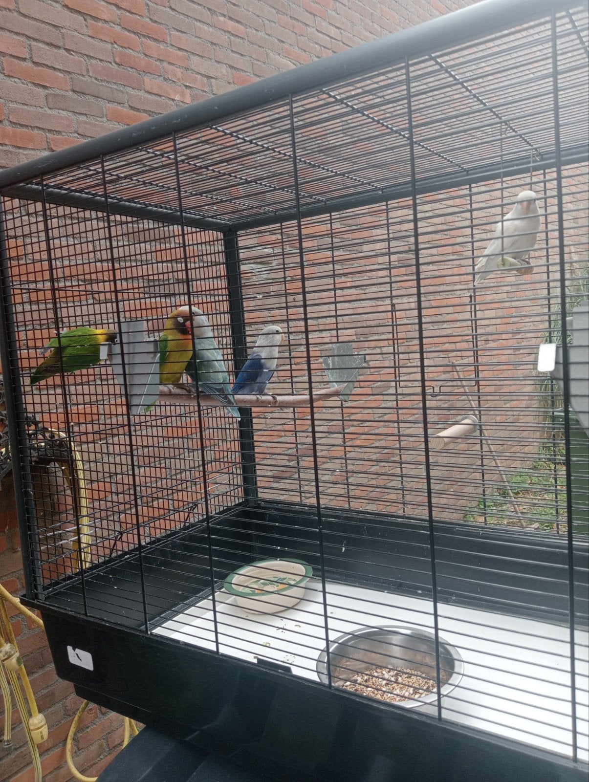 2 mannetjes en 3 popjes., Meerdere dieren, Papegaai