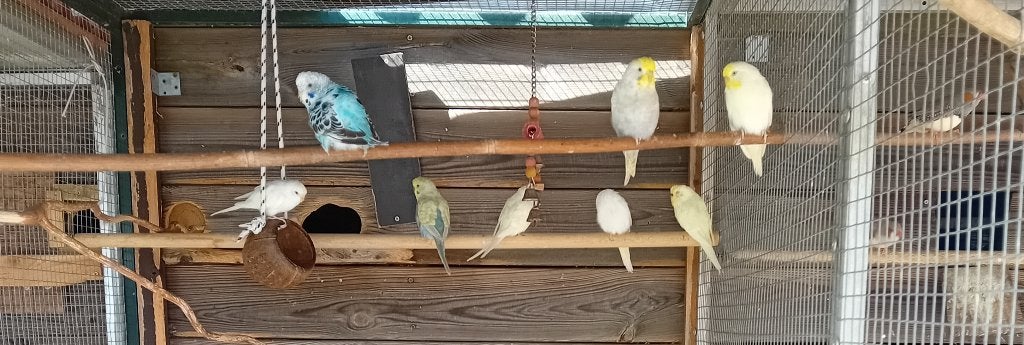 Parkietjes, Meerdere dieren, Parkiet