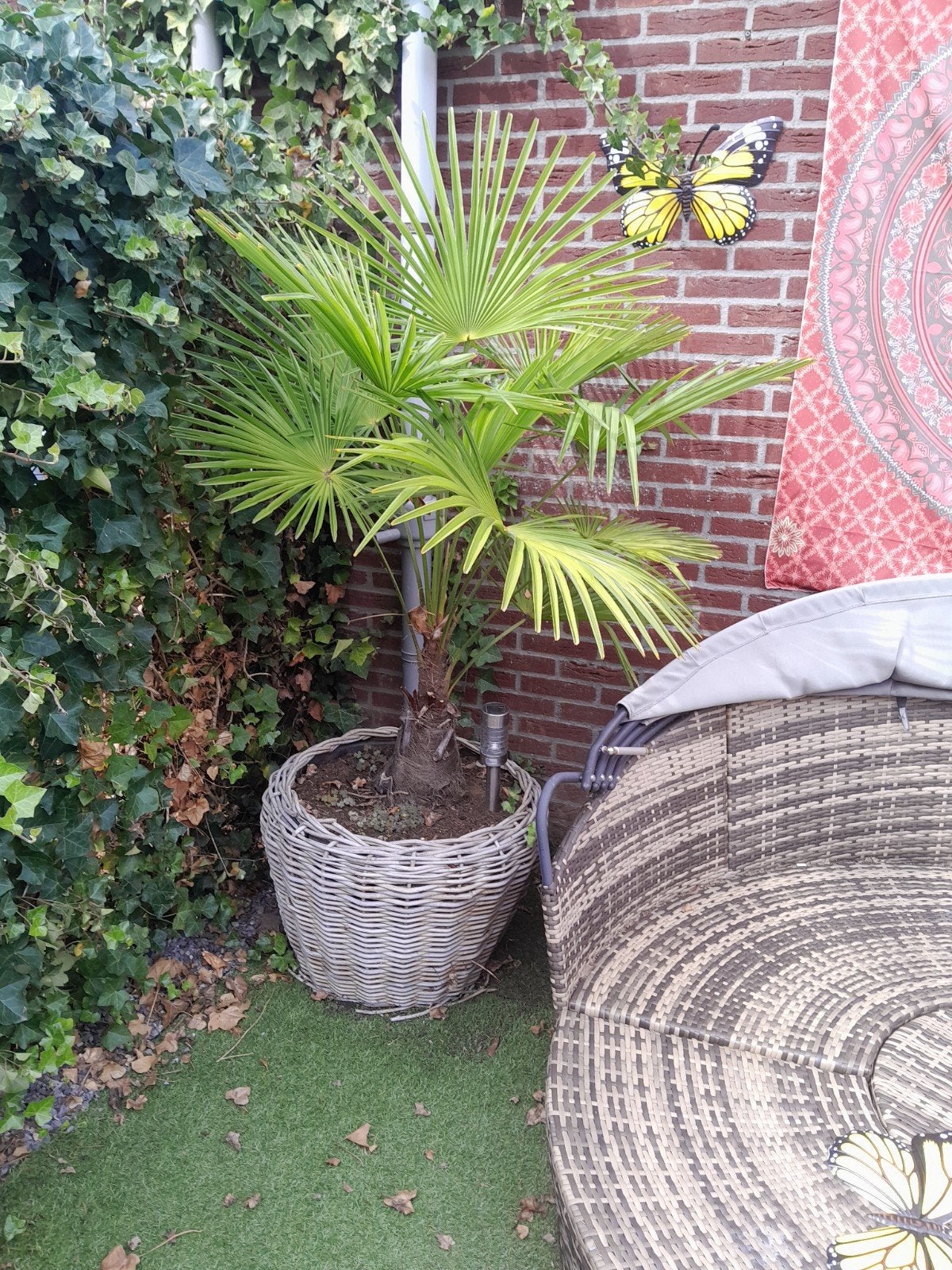 2 Grote Palm Planten in Pot, Tuin en Terras, Ophalen, Overige soorten, Struik, 100 tot 250 cm