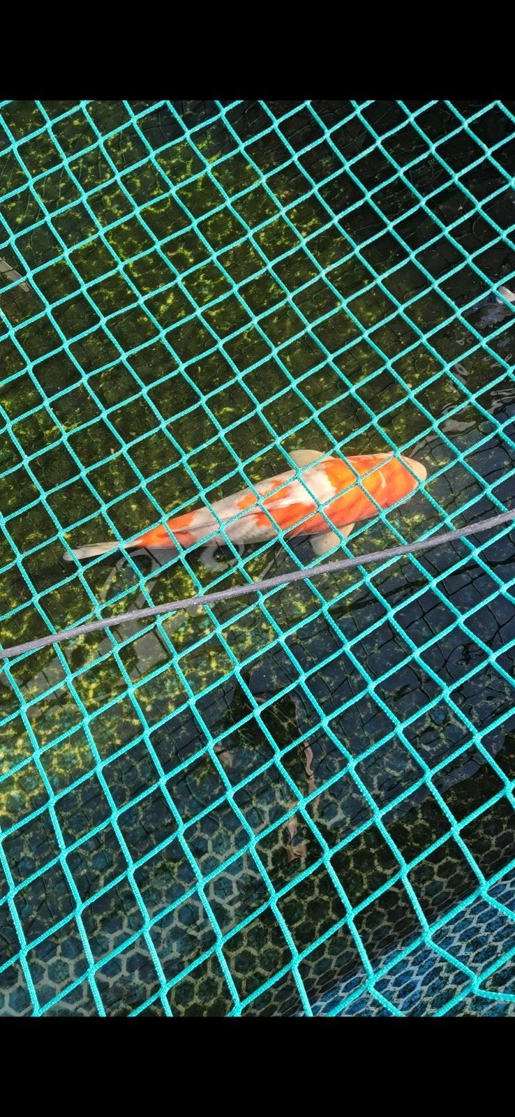 Koi, japanse koi, Karper of Koi