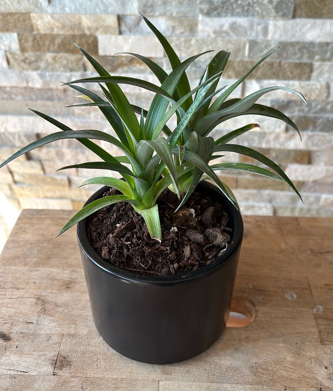 Mini sier ananas in pot, Overige soorten, In pot, Minder dan 100 cm, Groene kamerplant