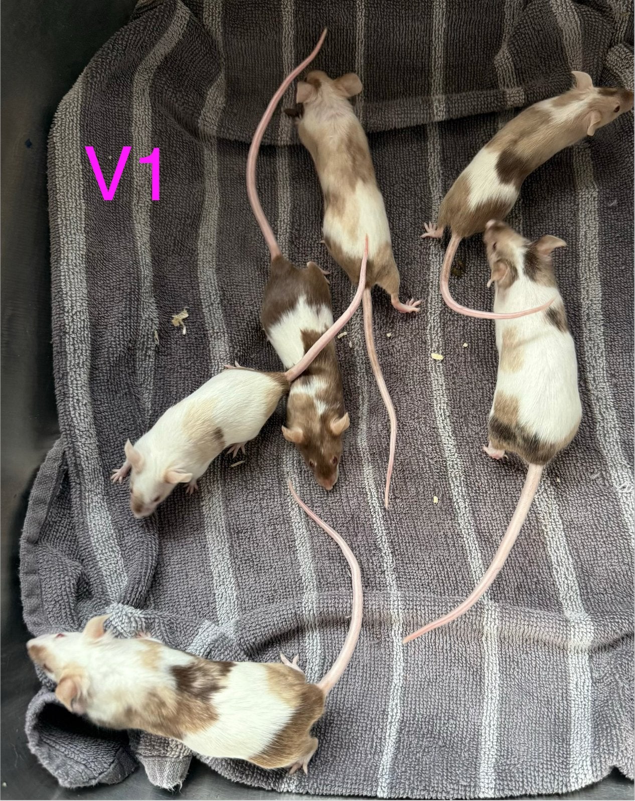 Lieve tamme vrouwtjes kleurmuizen, Muis, Vrouwelijk, Januari, Tam