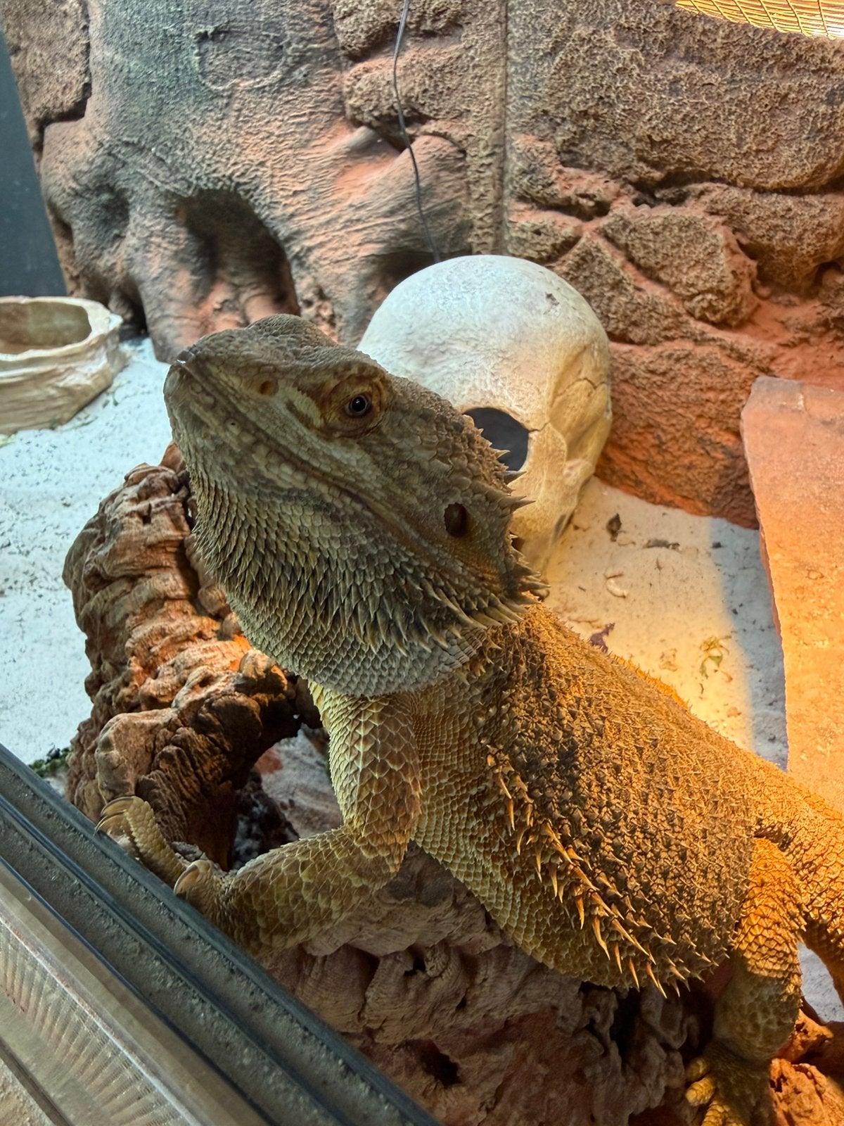 Baardagaam incl. Terarium, Hagedis, Tam, 0 tot 2 jaar