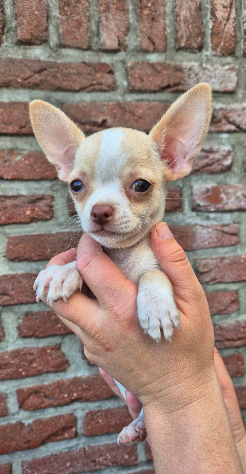Mooie Chihuahua pups, Dieren en Toebehoren, Honden | Chihuahua's en Gezelschapshonden, Parvo, 8 tot 15 weken, Meerdere, Meerdere dieren
