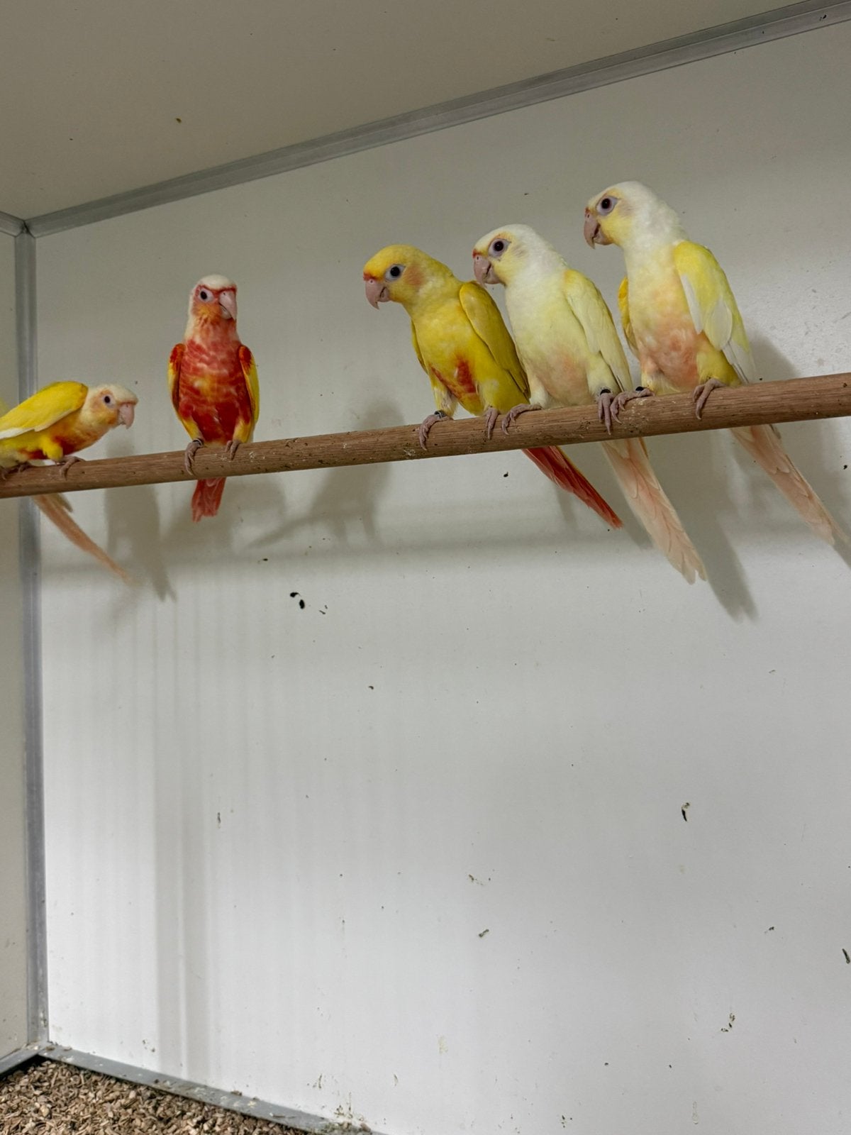 Gevraagd veel soorten parkieten en papegaaien, Dieren en Toebehoren, Vogels | Parkieten en Papegaaien, Meerdere dieren, Parkiet