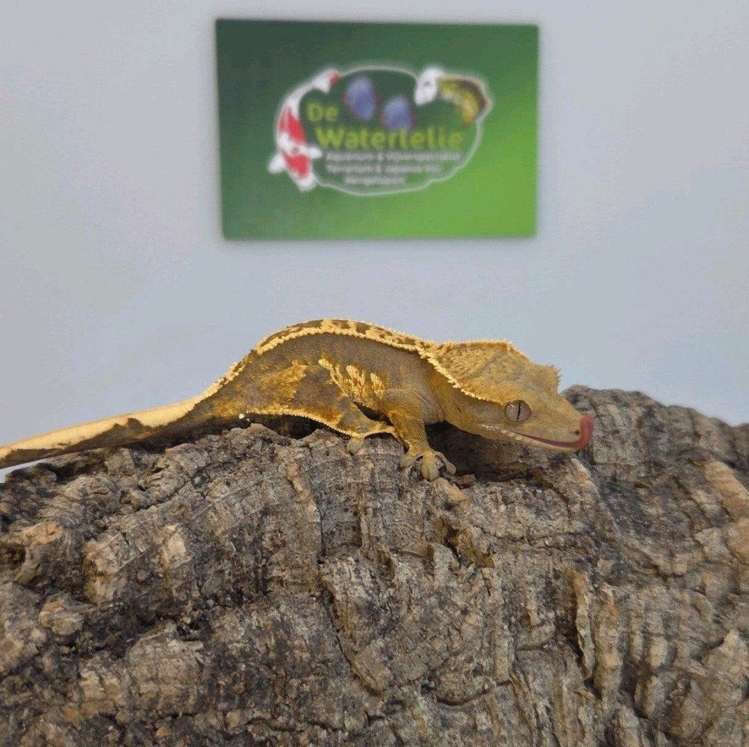 Wimpergekko 25% Korting Crested Gecko - unknown for sale from De Waterlelie BV