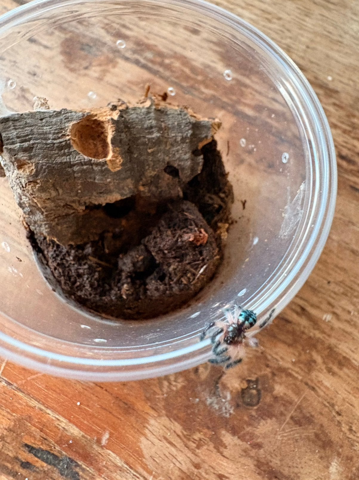 Typhochlaena seladonia (brazilian juwel spider), Dieren en Toebehoren, Insecten en Spinnen