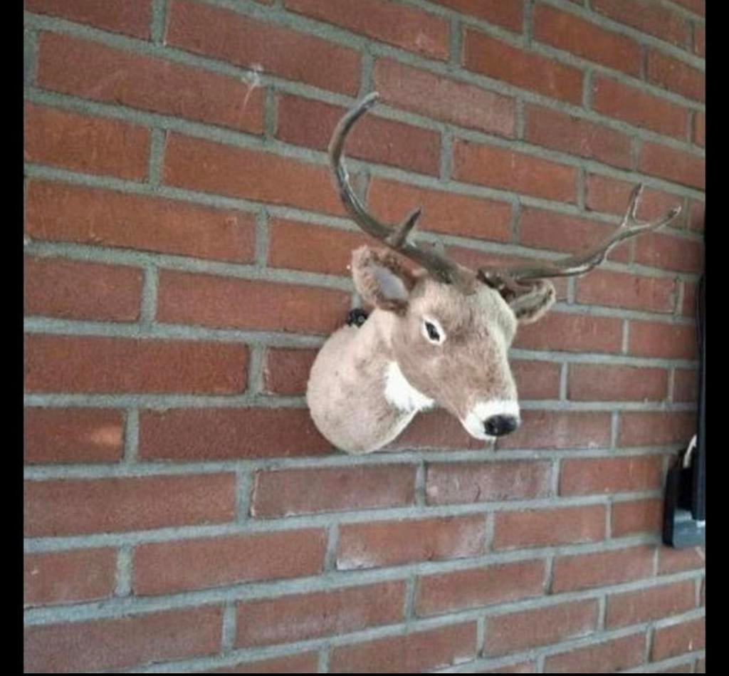 Super mooie zachte hertenkop, Ophalen of Verzenden