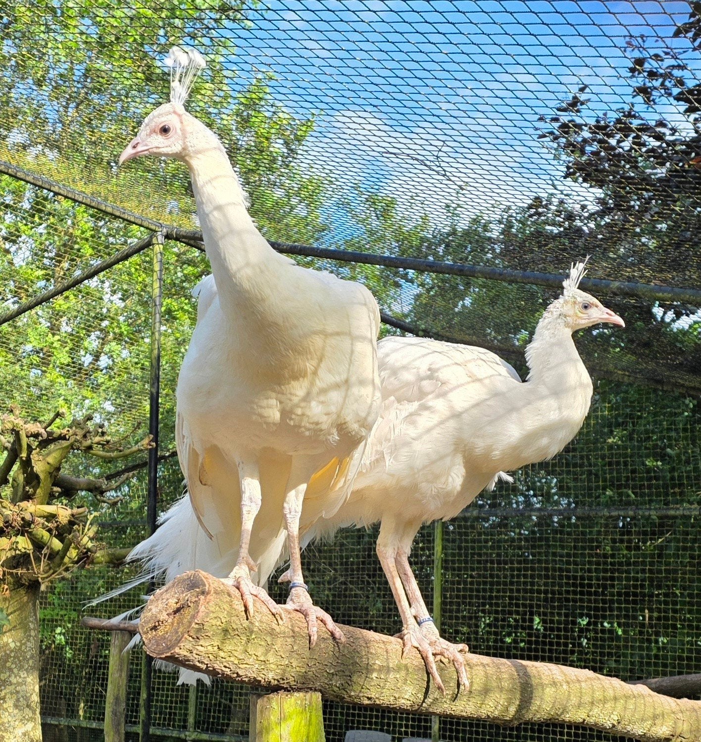 Witte Spalding pauwen te koop, Meerdere dieren, Overige soorten