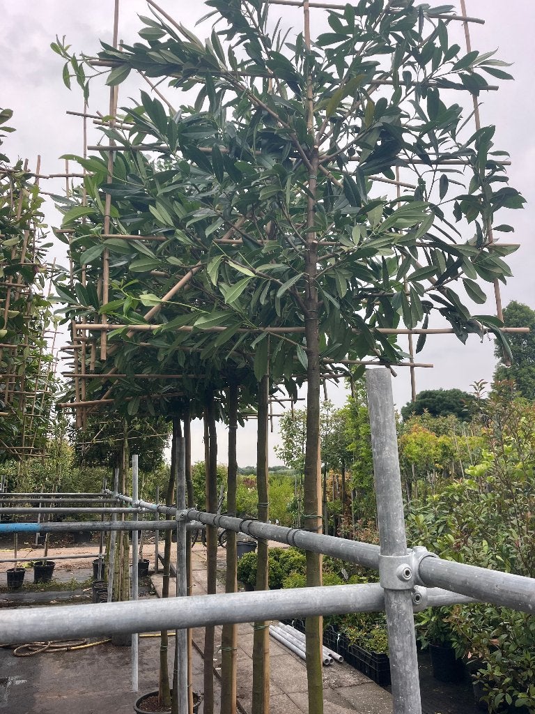 Leiboom groenblijvend/zwarebomen groot rek,gelijk vrijzitten, Leiboom, Halfschaduw, Lente, 250 tot 400 cm