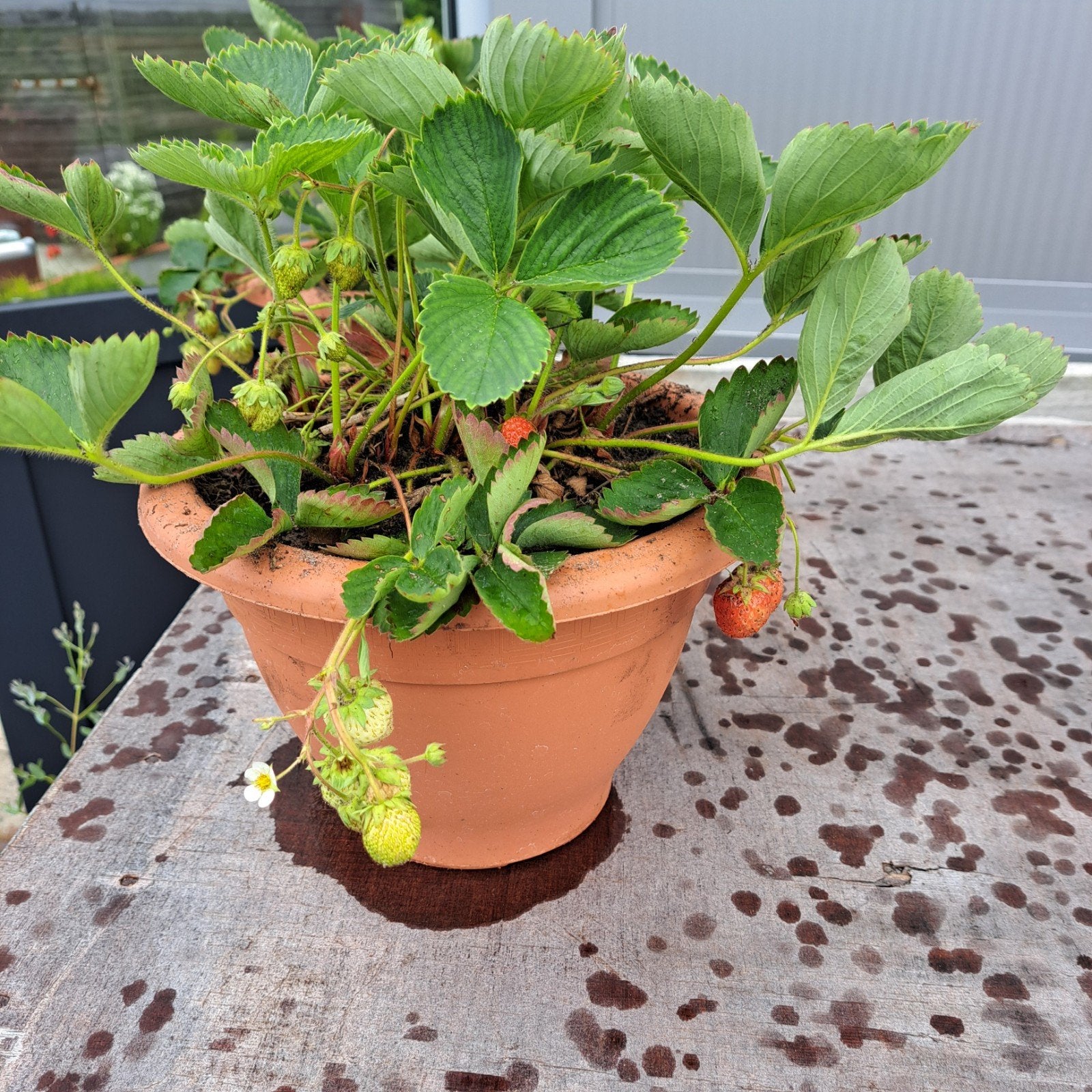 Aardbei planten op pot, Ophalen, Overige soorten, Volle zon