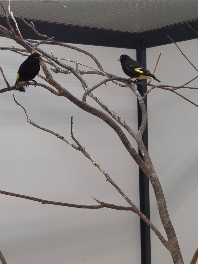 1-1 Zwarte sijs, Dieren en Toebehoren, Meerdere dieren, Tropenvogel, Geringd