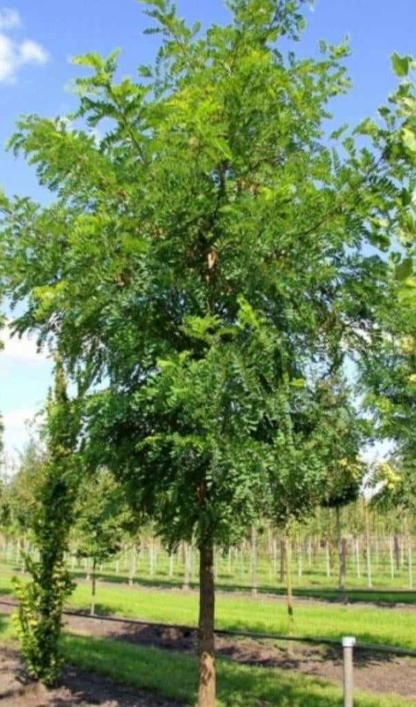 Valse Acacia boom Zaden - Nieuwe Oogst, Tuin en Terras, Overige soorten, Lente, Minder dan 100 cm, Ophalen