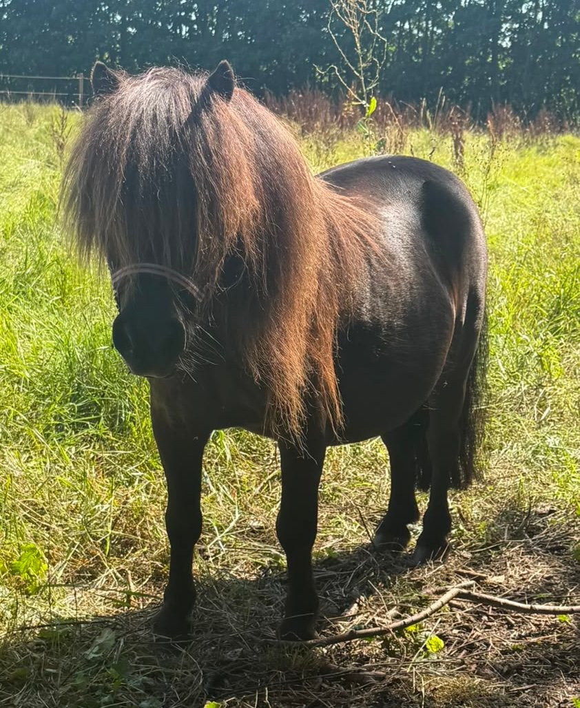 10-jarige Shetlander ruin – bereden, Dieren en Toebehoren, Pony's, Ruin, Recreatiepony, Met stamboom, 7 tot 10 jaar