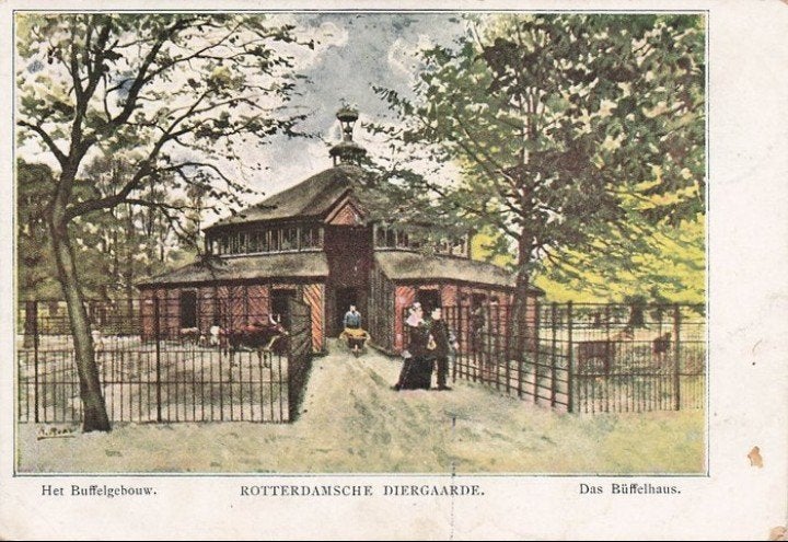 Rotterdamsche Diergaarde het Buffelhuis Das Büffelhaus 1901, Verzenden, Voor 1920, Gelopen, Zuid-Holland