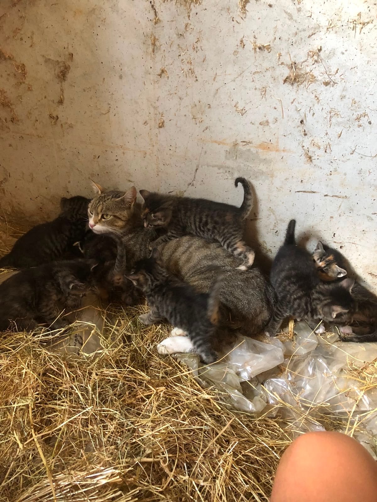 Boerderijkittens, Meerdere dieren, Kortharig, 0 tot 2 jaar