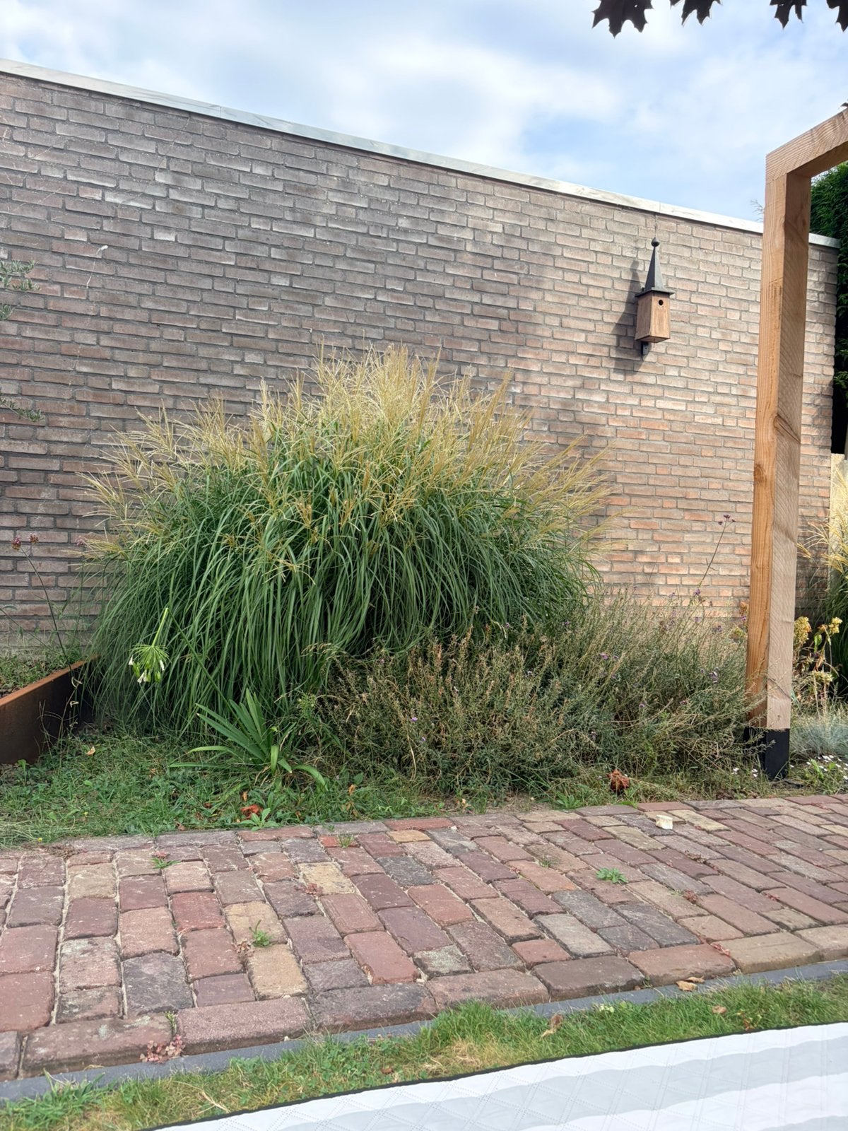 Chinees prachtriet, Tuin en Terras, Planten | Bomen, Ophalen, Bloeit niet, Halfschaduw, Overige soorten