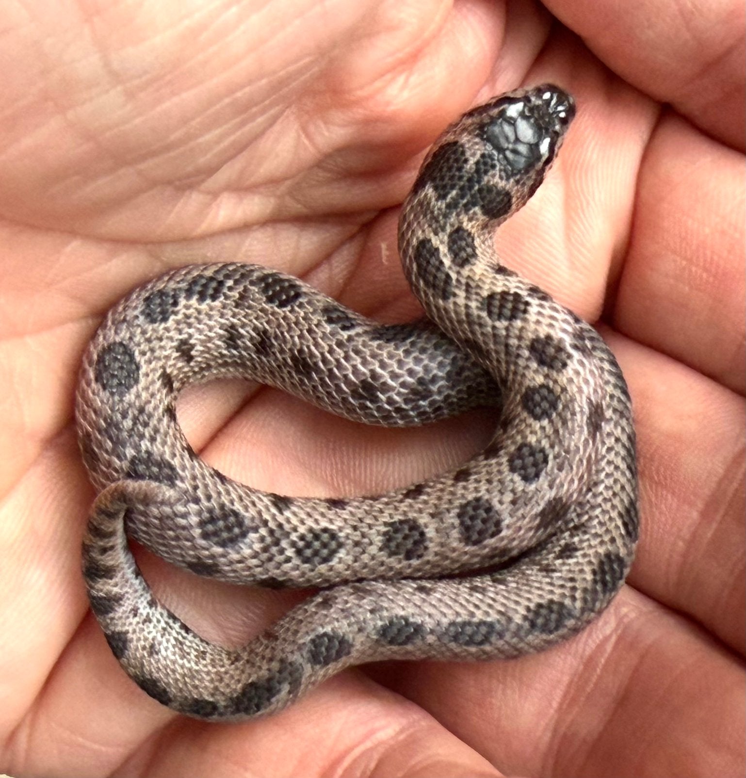 0.1 heterodon nasicus SUPERARCTIC SABLE CONDA HET ALBINO, Slang, 0 tot 2 jaar