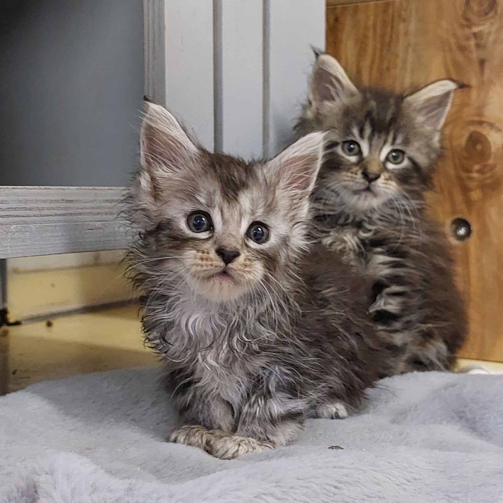 Maine Coon kittens, nu te reserveren, Meerdere dieren, Met stamboom, 0 tot 2 jaar