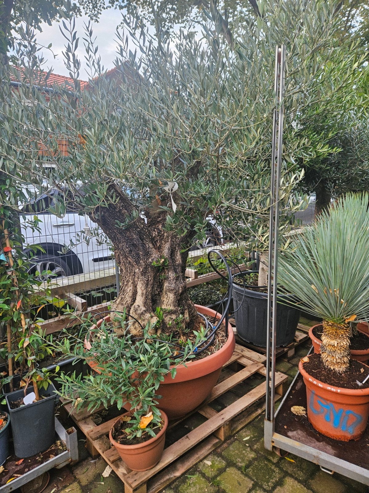 Olijfbomen in diverse maten/diktes vanaf 125 euro, Volle zon, Ophalen of Verzenden, 100 tot 250 cm, Olijfboom