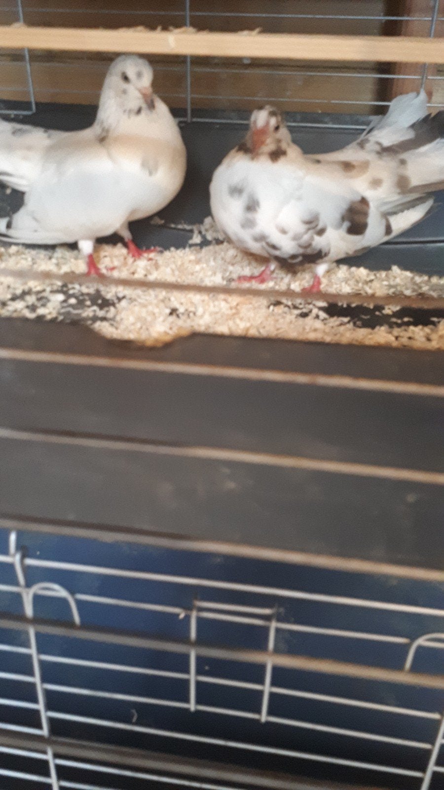 koppel mooie duiven 2 jaar oud, Meerdere dieren, Overige soorten