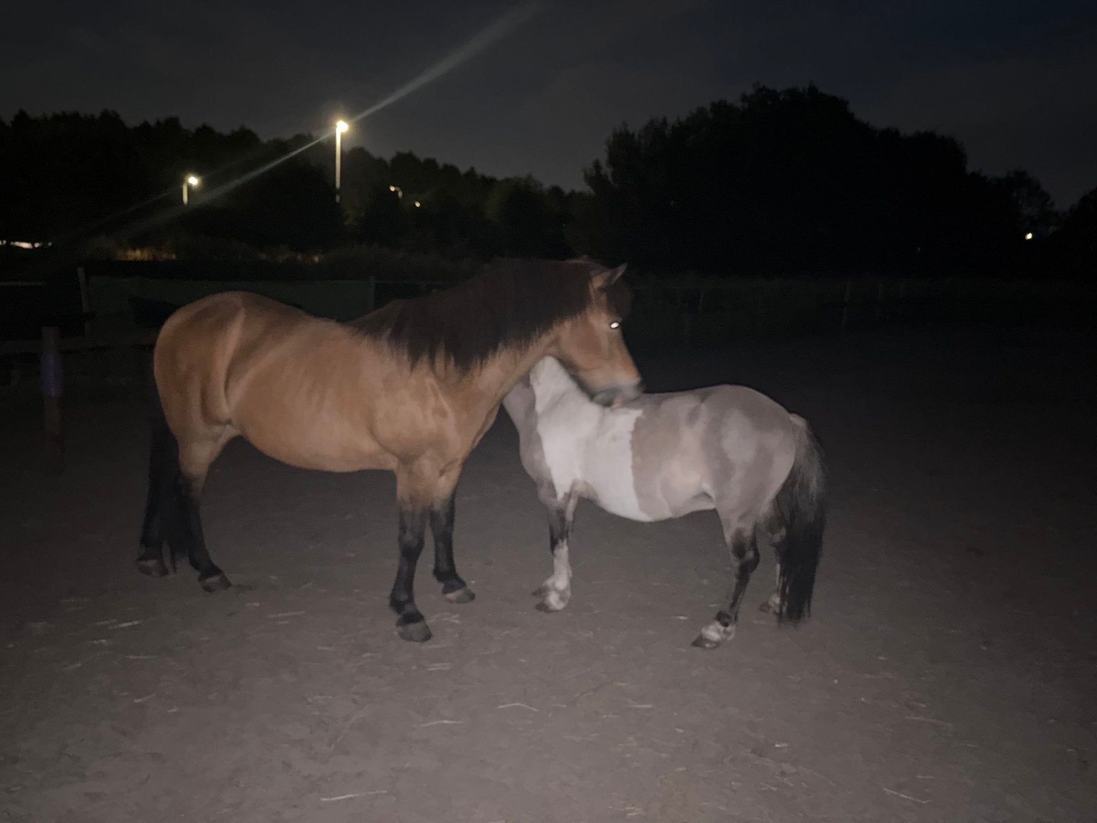 Weiland te huur gezocht  omg. Zegge, Dieren en Toebehoren