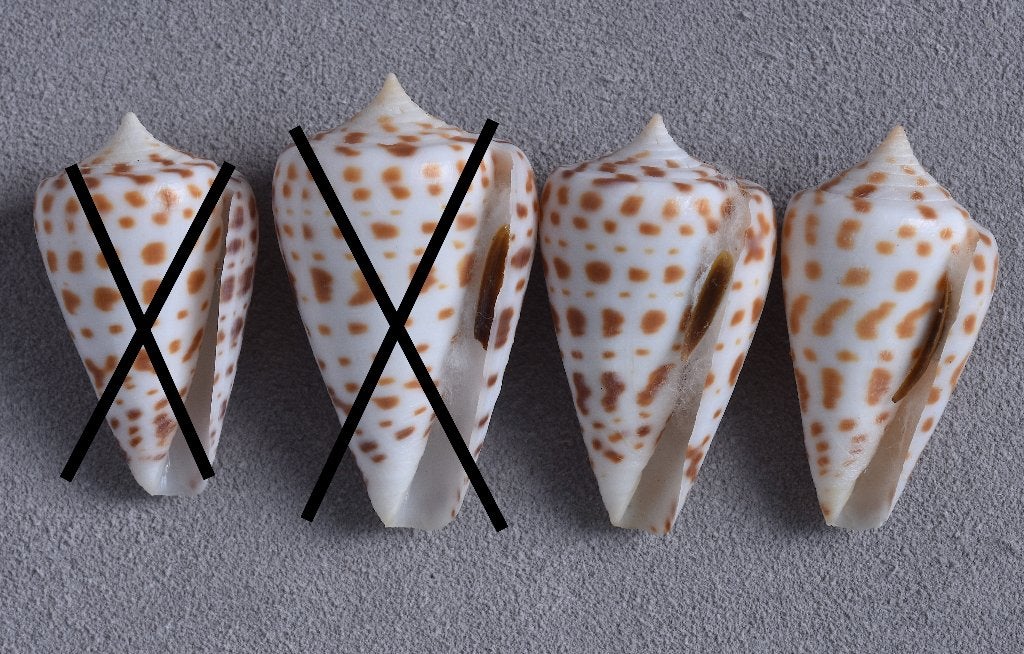 Schelpen: Conus spurius baylei 34,5-41mm, Ophalen of Verzenden, Schelp(en)