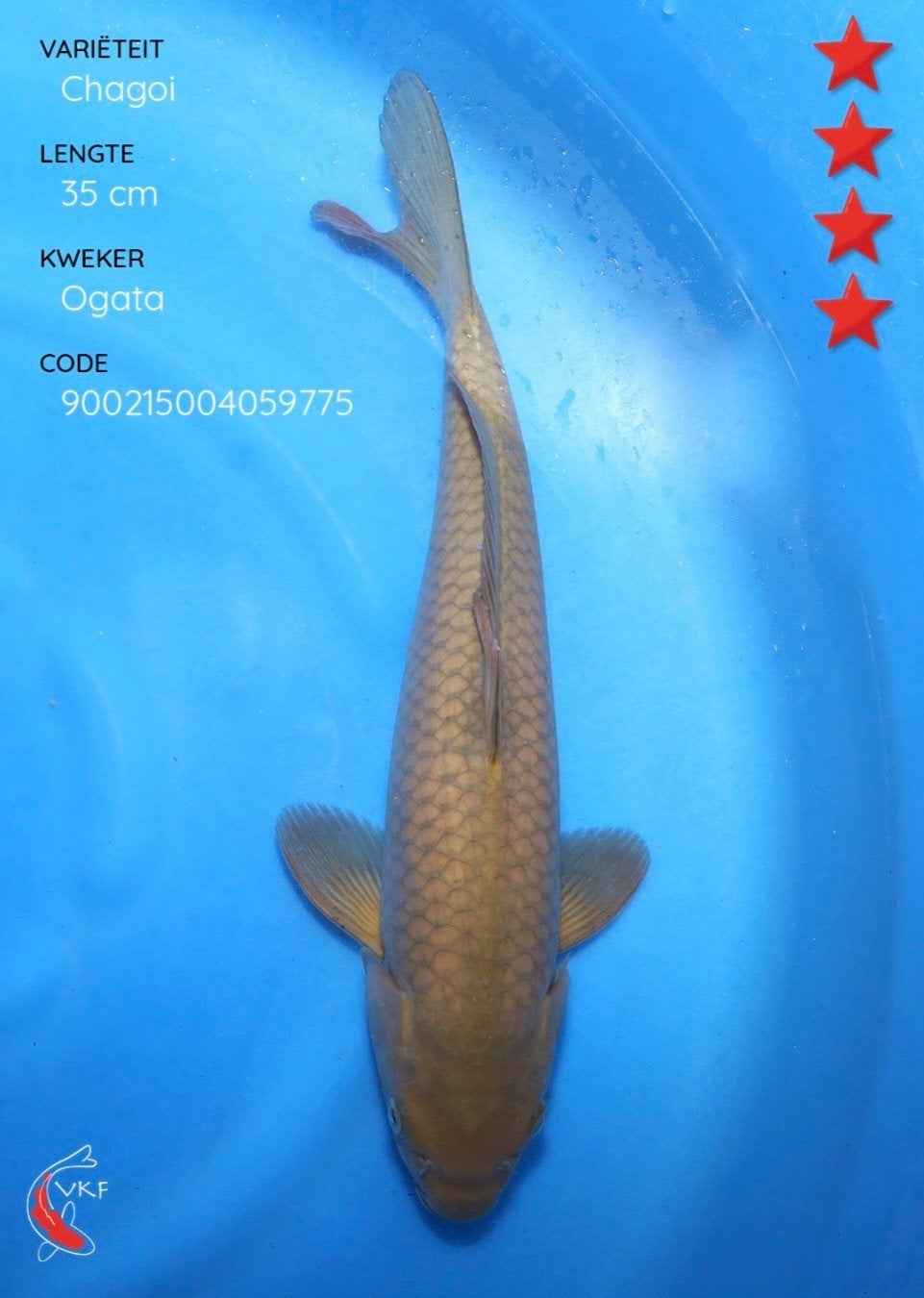 Koi Chagoi 35 cm., Karper of Koi
