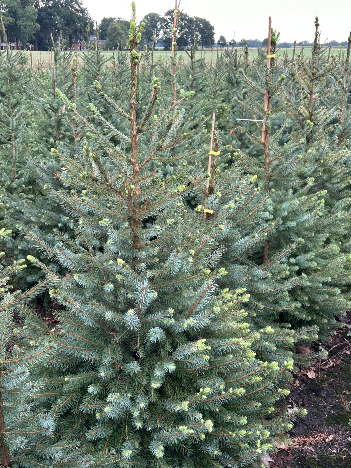 Picea omorica’s kerstbomen, Tuin en Terras, Ophalen, Volle zon, Overige soorten, Minder dan 100 cm