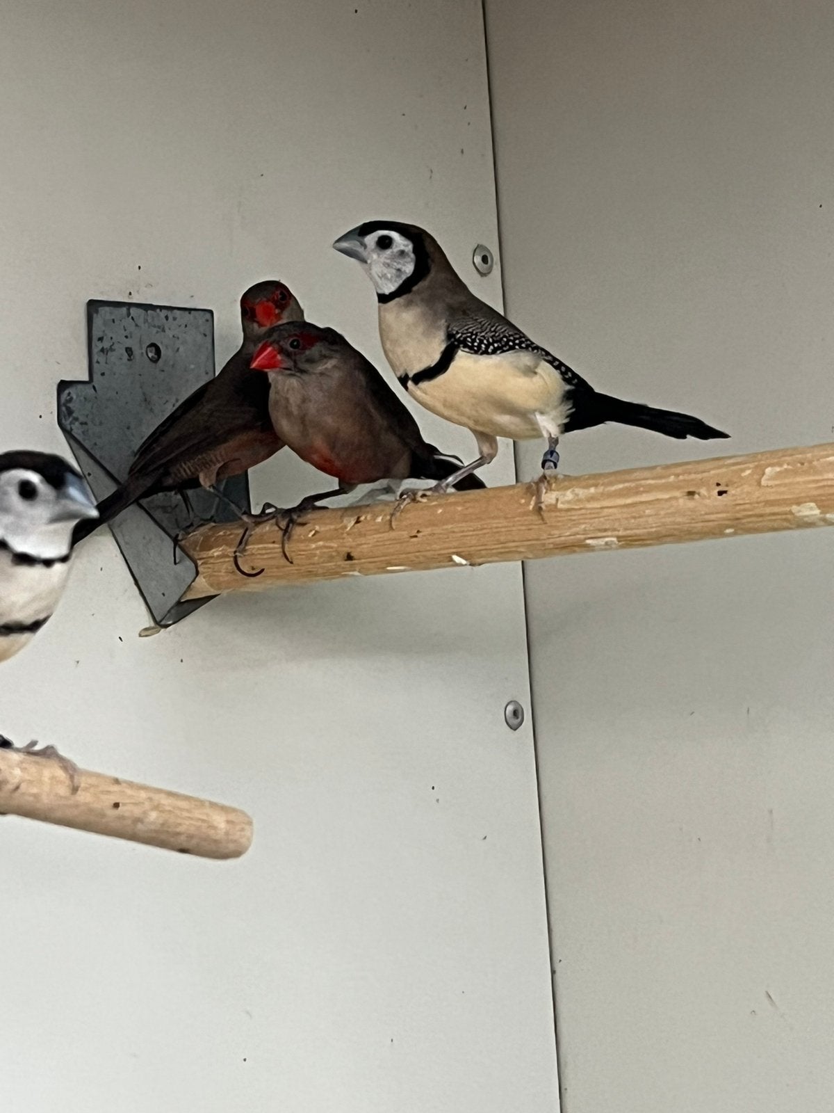 1-1ST Helena Fazantje, Dieren en Toebehoren, Vogels | Overige Vogels, Meerdere dieren, Tropenvogel, Geringd