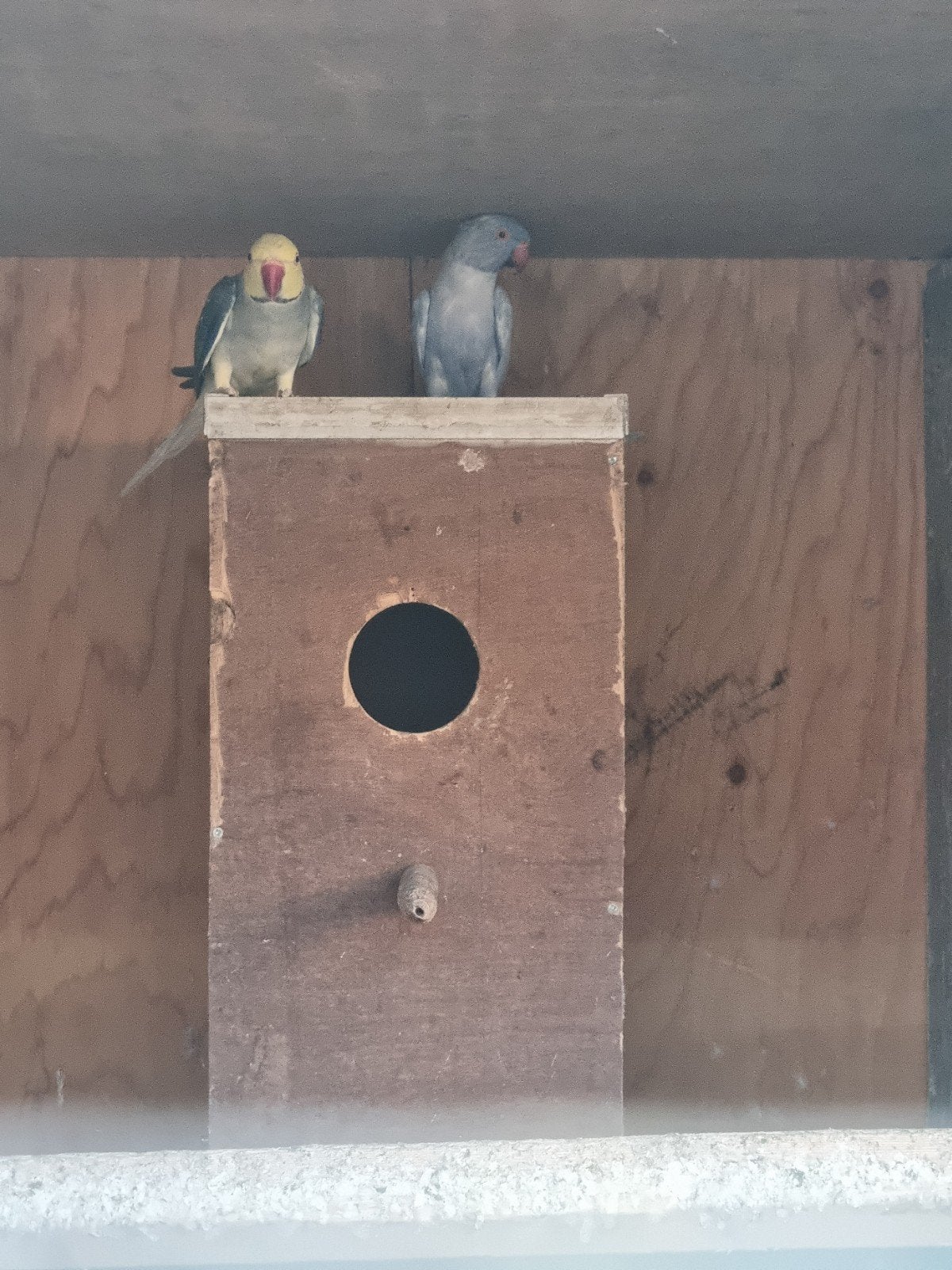 halsbanden, Dieren en Toebehoren, Vogels | Parkieten en Papegaaien, Meerdere dieren, Parkiet