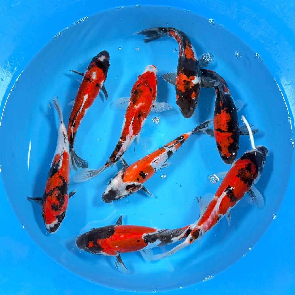 Showa / Doitsu Showa | Tosai | Kawakami \ 20-26 cm, Karper of Koi