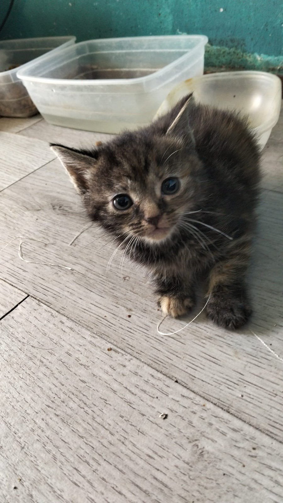 Ze is geboren12 Maarten 2026, Poes, Kortharig, 0 tot 2 jaar